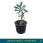 Adenium obesum – Desert Rose