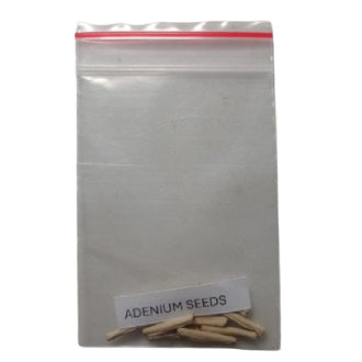 Adenium Obesum / Desert Rose Plant Seeds (10 Seeds)