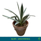 Agave angustifolia – Caribbean Agave