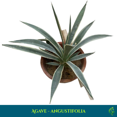 Agave angustifolia – Caribbean Agave