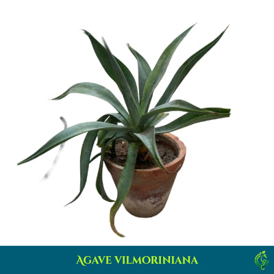 Agave vilmoriniana – Octopus Agave