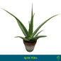 Aloe Vera Plant