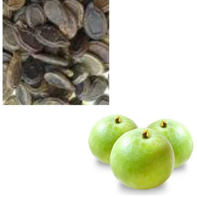 Apple Gourd Seeds (Tinda)