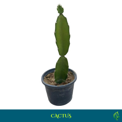 Cactus Straight Tower