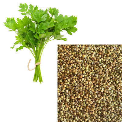 Coriander Seeds (Dhanya)