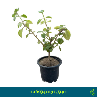 Cuban Oregano