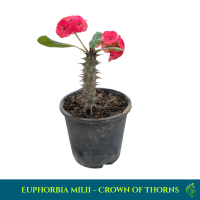 Euphorbia milii – Crown of Thorns