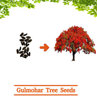 Gulmohar Tree Seeds | Royal Poinciana Seeds | Flame Tree Seeds (10 Seeds)