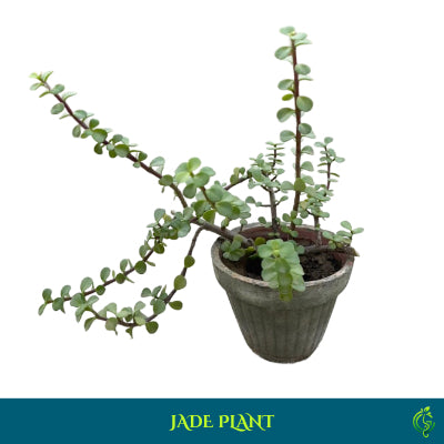 Jade Plant