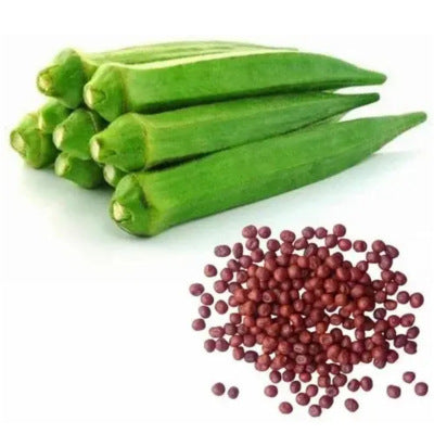 Lady Finger (Okra/Bhindi) Seeds