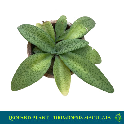 Leopard Plant – Drimiopsis maculata (Cotton Bud Lily)