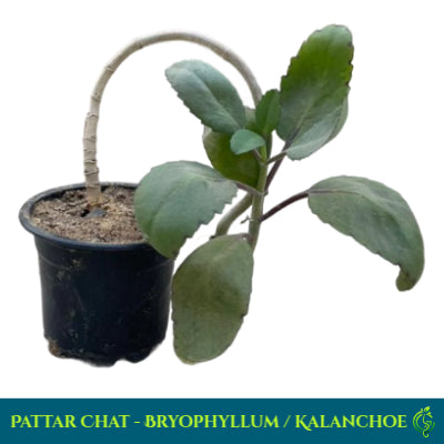 Pattar Chat (Bryophyllum / Kalanchoe)