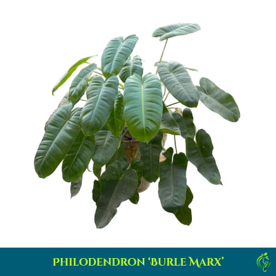 Philodendron Burle Marx