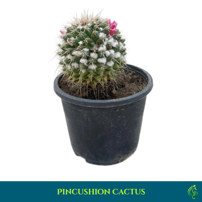 Pincushion Cactus