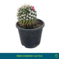 Pincushion Cactus