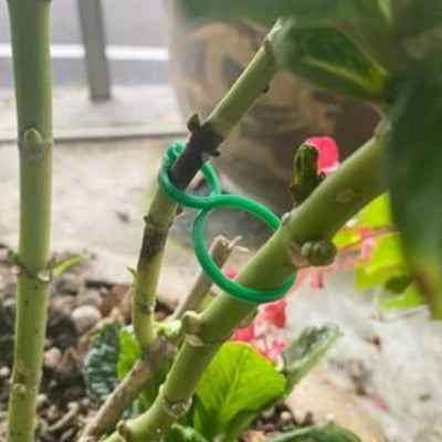 Plant Trellis Clips | Reusable Plant Support & Vine Clips (10 Pcs)