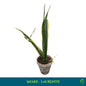 Snake Plant Laurentii – Mother-in-Law’s Tongue
