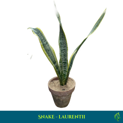 Snake Plant Laurentii – Mother-in-Law’s Tongue