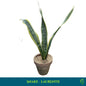 Snake Plant Laurentii – Mother-in-Law’s Tongue