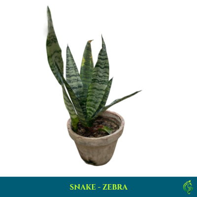 Snake Plant Zebra – Sansevieria Zeylanica