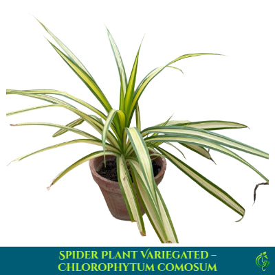 Spider Plant Variegated – Chlorophytum Comosum