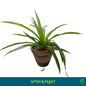 Spider Plant