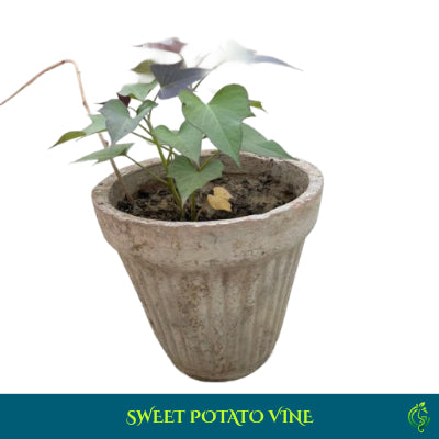 Sweet Potato Vine