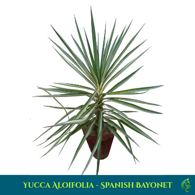Yucca Aloifolia - Spanish Bayonet