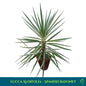 Yucca Aloifolia - Spanish Bayonet