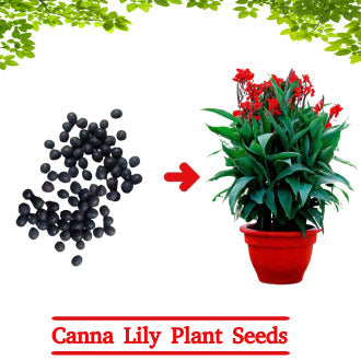 Canna Lily Plant Seeds - Red Flower (10 Seeds)