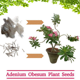 Adenium Obesum / Desert Rose Plant Seeds (10 Seeds)
