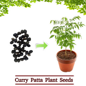 Curry Leaves Plant Seeds (10 Seeds)