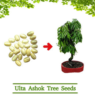 Ulta Ashok Tree Seeds (10 Seeds)
