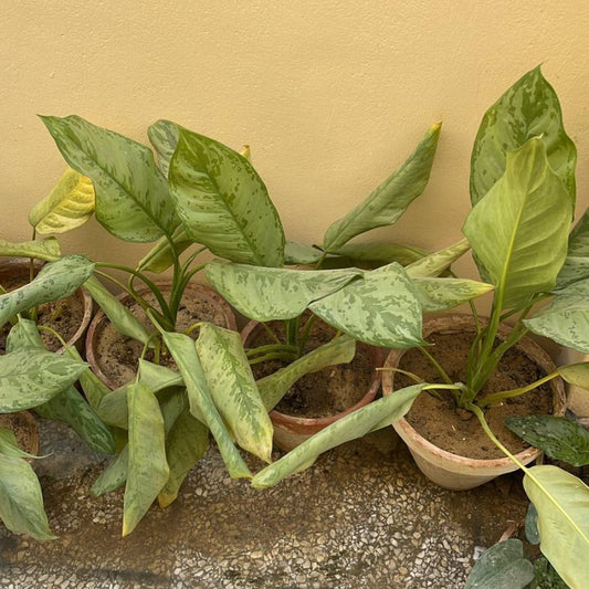 Aglaonema Chinese Evergreen