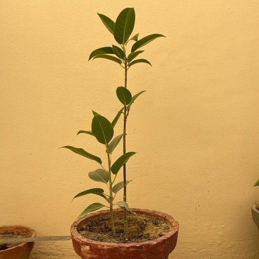 Ficus Religiosa