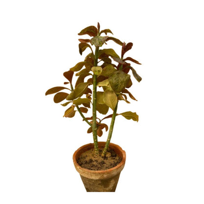 Variegated Purple and Green Plumeria