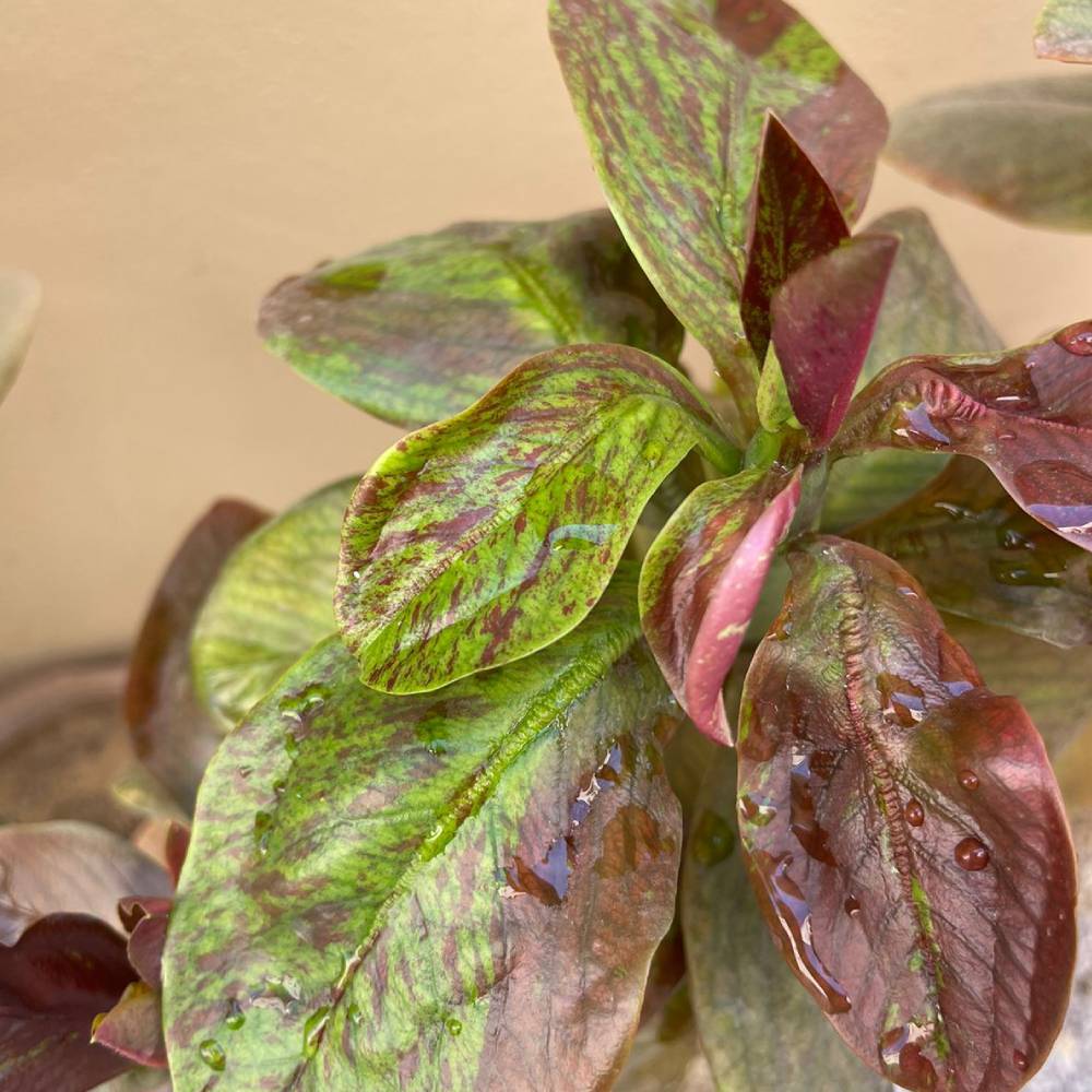 Variegated Purple and Green Plumeria