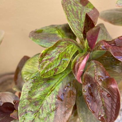 Variegated Purple and Green Plumeria