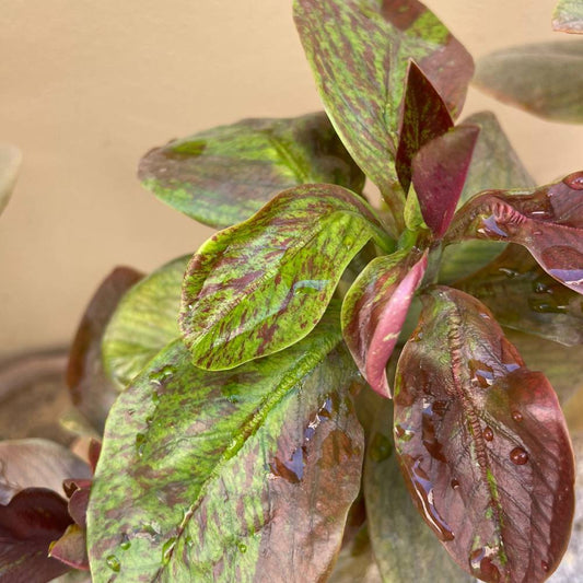Variegated Purple and Green Plumeria