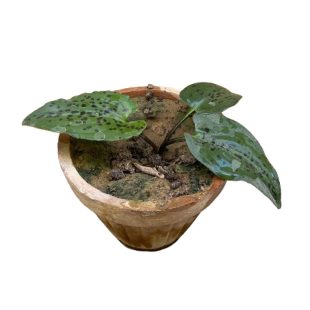 Little White Soldiers