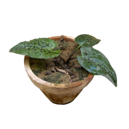 Little White Soldiers