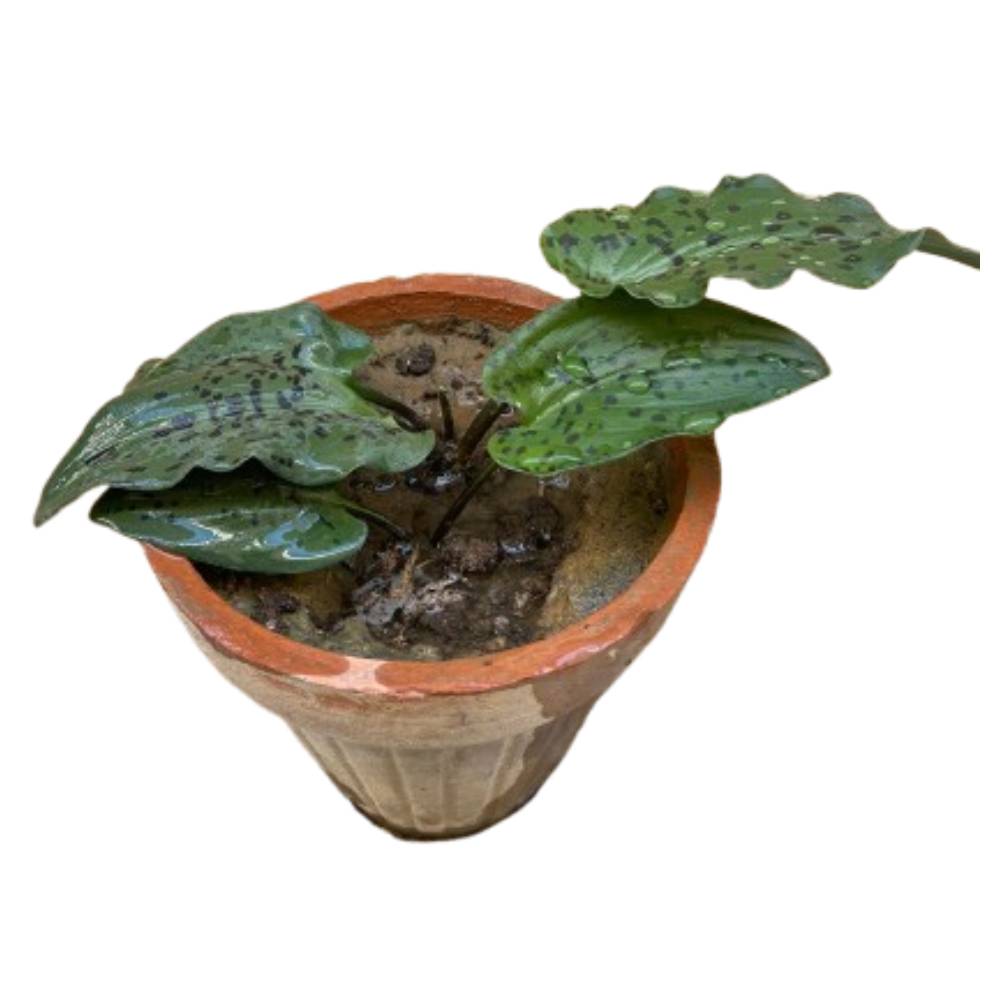 Little White Soldiers