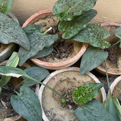 Little White Soldiers